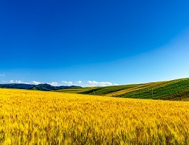 2021年高標準農(nóng)田建設項目配套儀器清單是什么?太陽能殺蟲燈廠家為您介紹